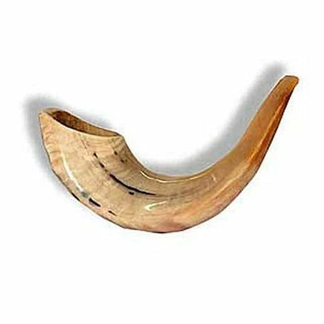 Shofar Ram E1 {Holiday-Rosh Hashanah-Shofar} Manchester Judaica