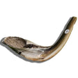Shofar Ram A5 - Badatz Hechsher {Holiday-Rosh Hashanah-Shofar} Manchester Judaica