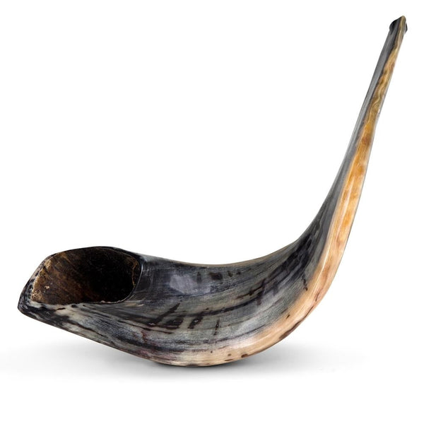 Shofar Ram AAA7 - Badatz Hechsher {Holiday-Rosh Hashanah-Shofar} Manchester Judaica