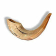 Shofar Ram E1 {Holiday-Rosh Hashanah-Shofar} Manchester Judaica